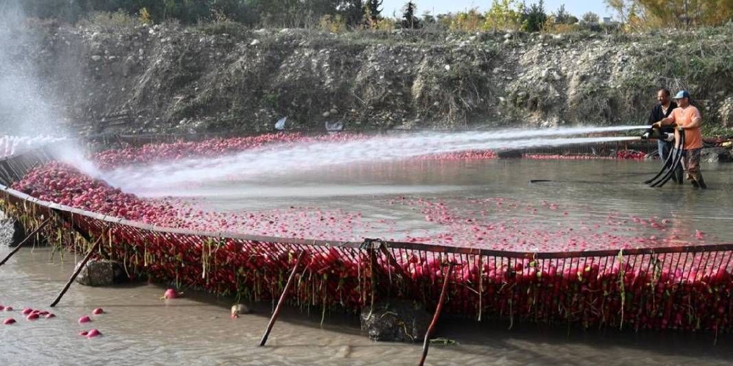 Dondurucu suyun içinde zorlu mesai! Hasat yapılıyor, çamurdan arındırılıyor: İşçiler el emeğiyle zorluğun üstesinden geliyor 6